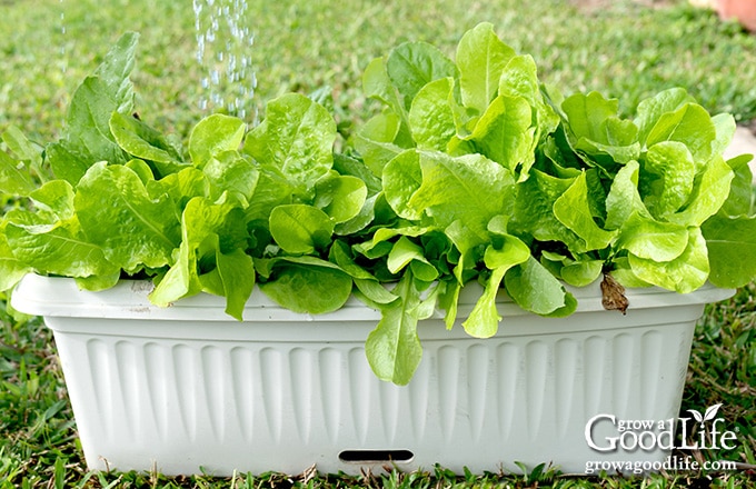 Single container vegetable garden