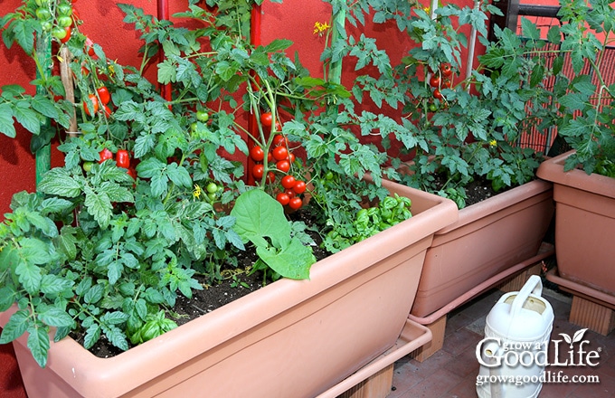 Starting an Organic Vegetable Garden in Containers - The garden!