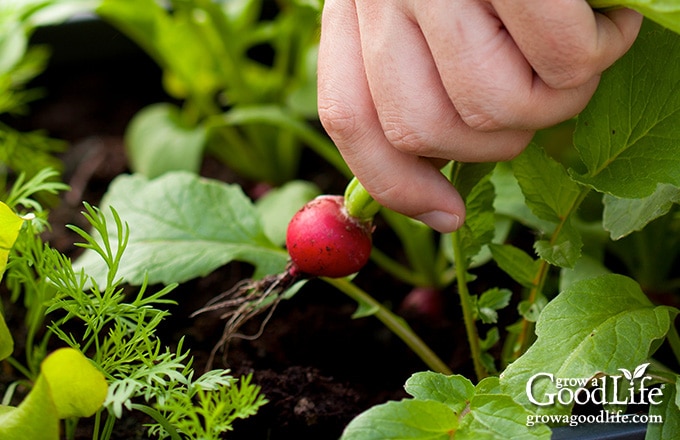 https://growagoodlife.com/wp-content/uploads/2021/05/container-garden-radish-harvest.jpg