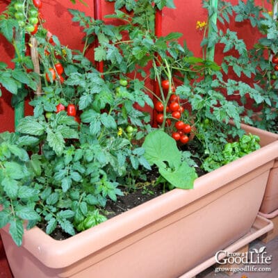 large container growing tomatoes, beans, and herbs