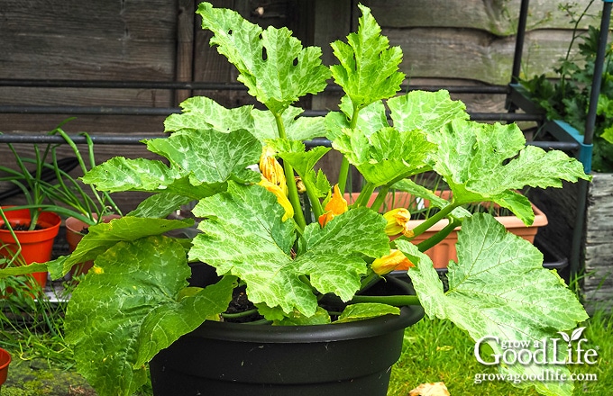 zucchini plant in pot