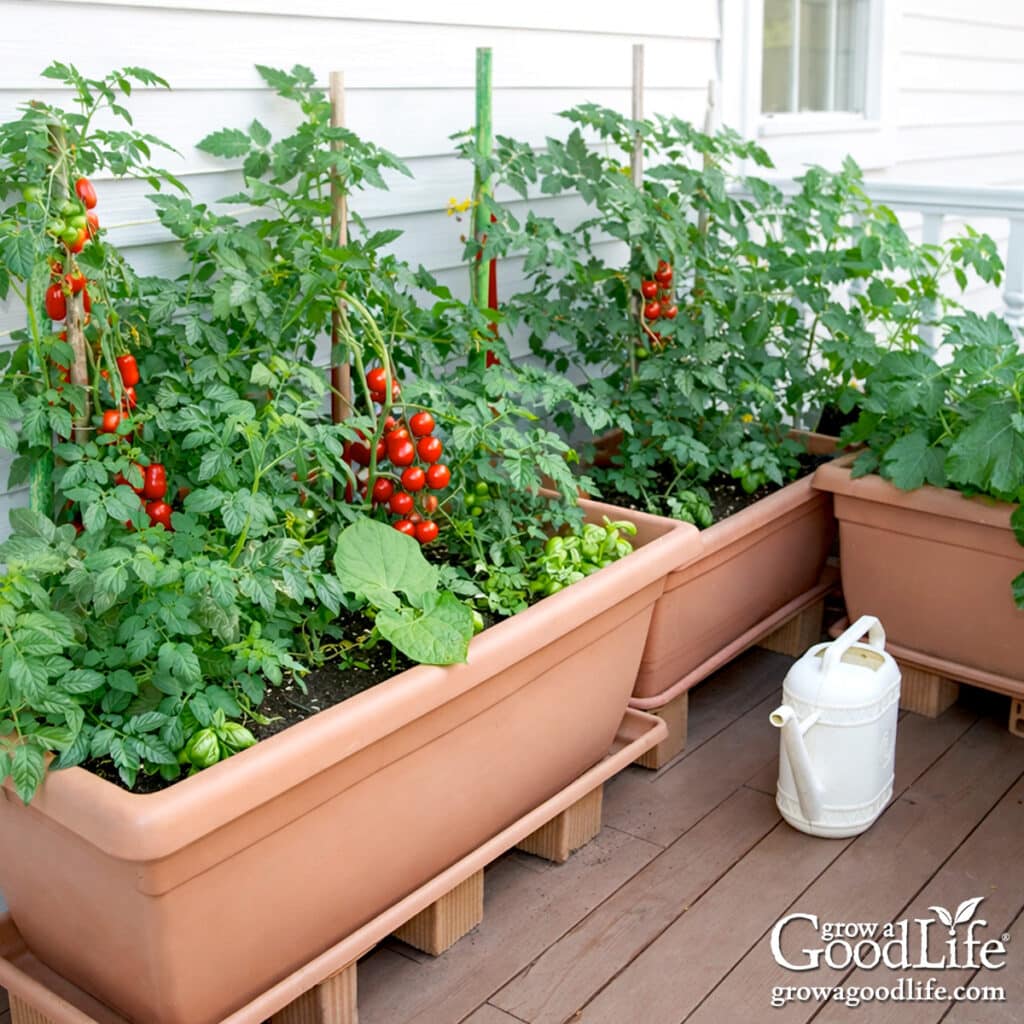 Thriving container vegetable garden with tomatoes, zucchini, and herbs growing in pots on a sunny deck.