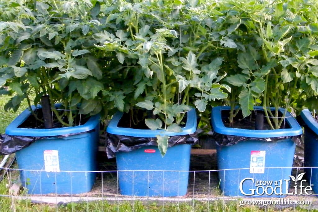 Mature tomato plants growing in self-watering containers.