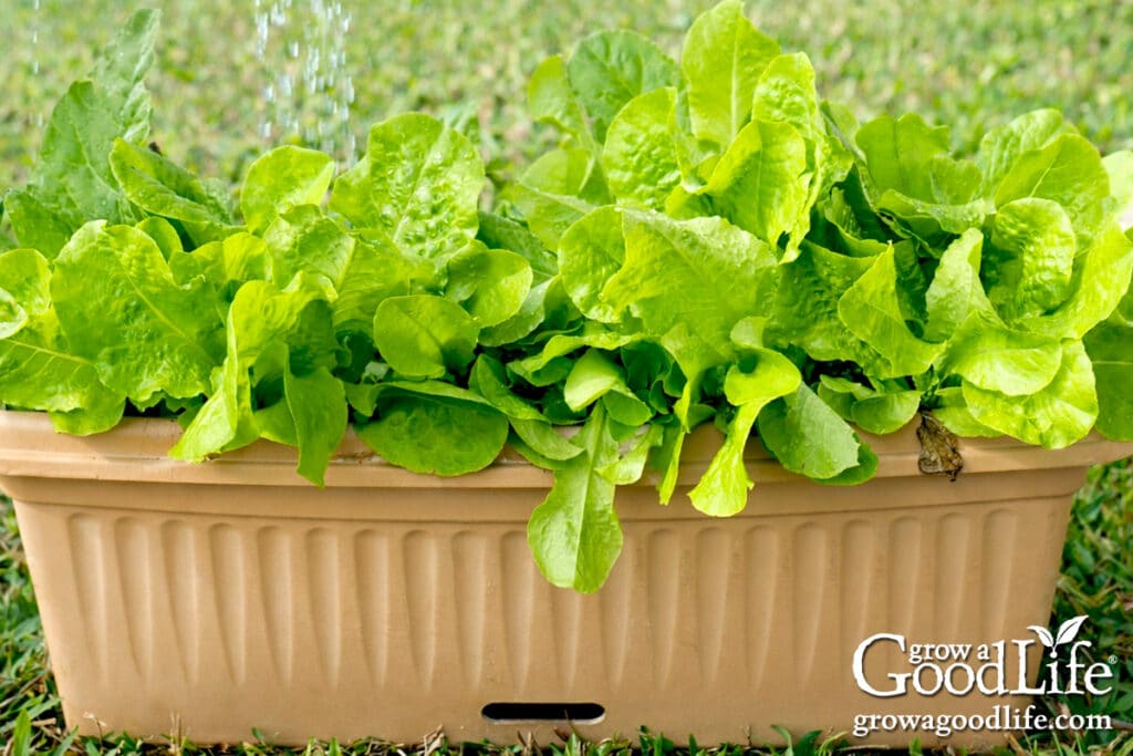 Leaf lettuce growing in a tan window box container outdoors.