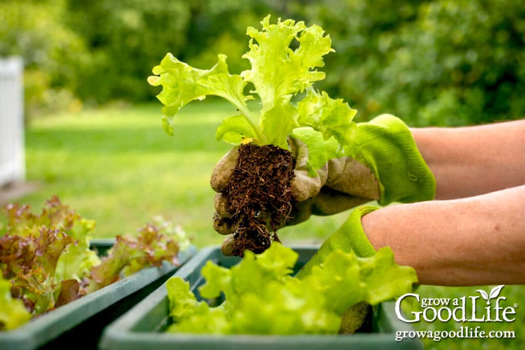Hands transplanting a young lettuce seedling into a container filled with potting soil outdoors.