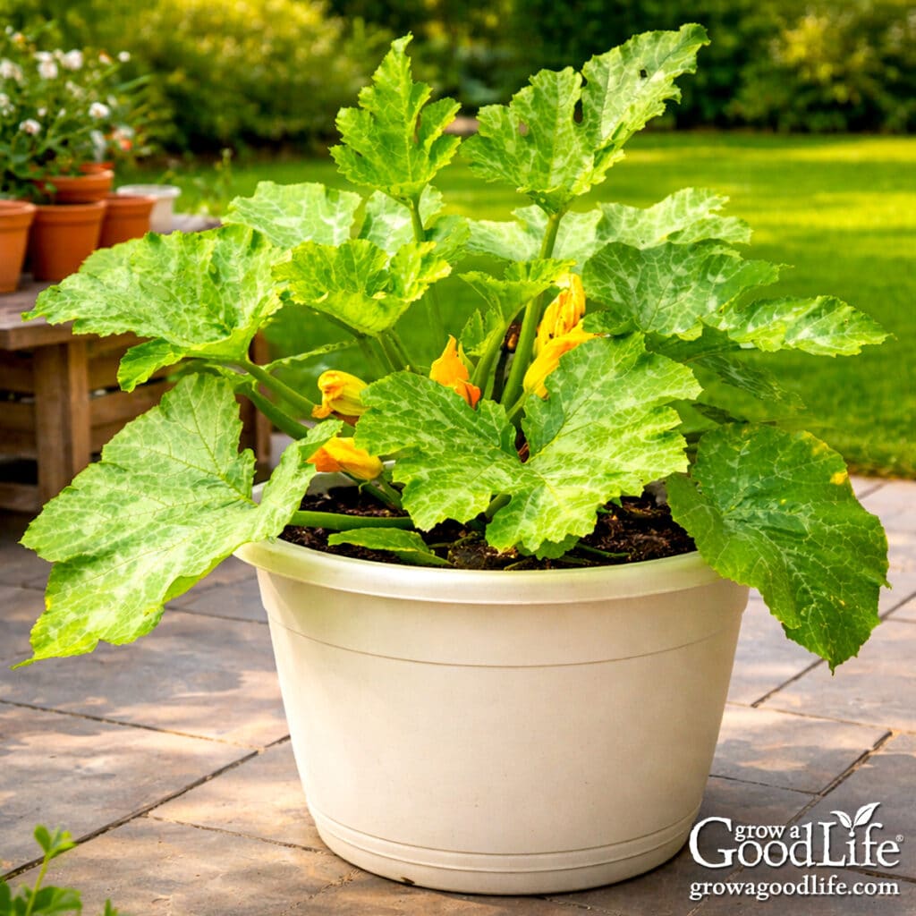 Zucchini plant growing in a large off-white container on a sunny patio with green lawn in the background.