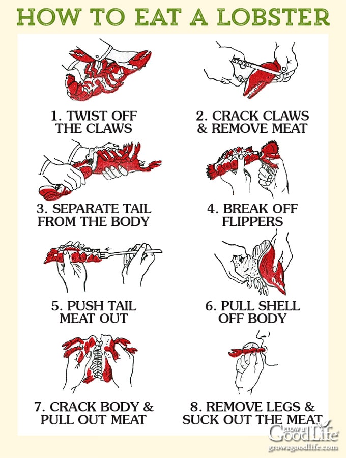 how to eat a lobster step-by-step illustration