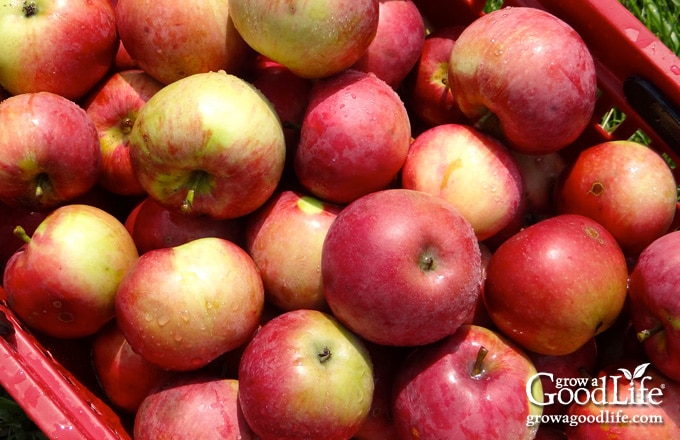 basket of harvested apples from our home orchard