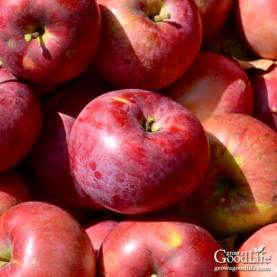 fresh harvested apples in a basket