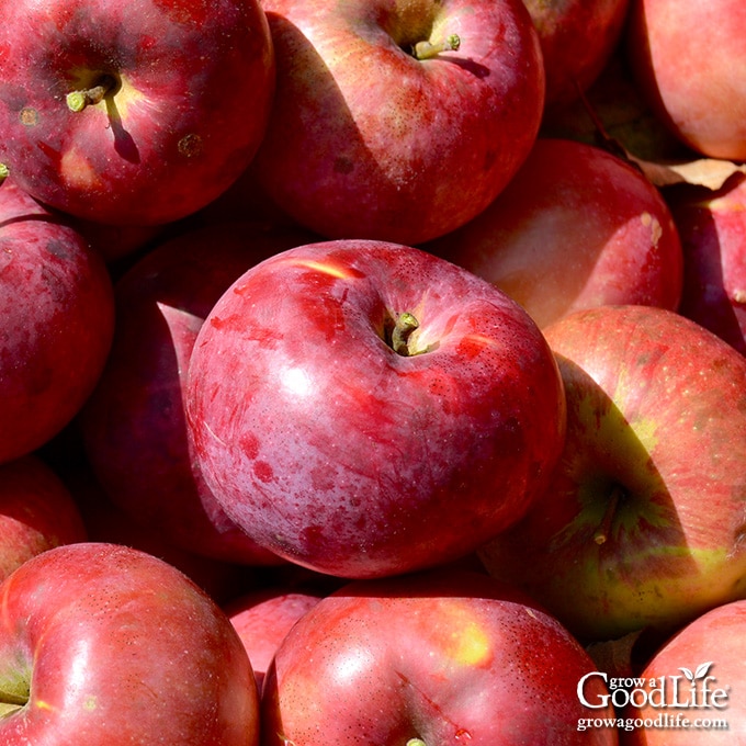 Cortland Apple - Definition and Cooking Information 