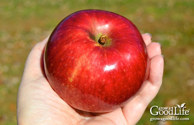 close up of an apple in hand