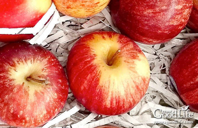 apples nestled in shredded newspaper in a crate