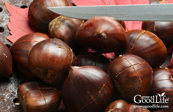cutting an X-shaped slit in chestnuts before roasting