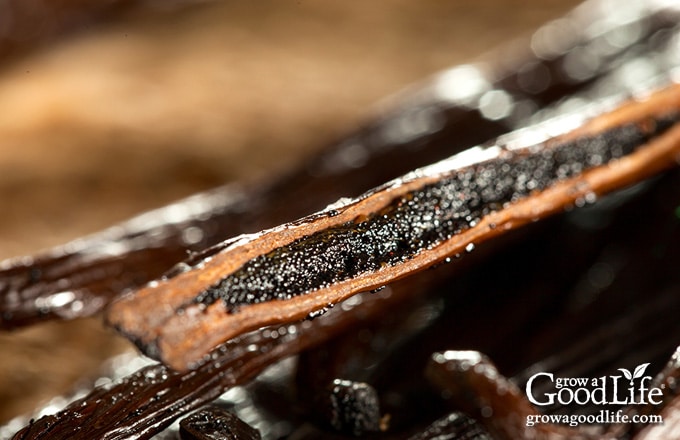 close up of a vanilla bean sliced open