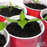 pepper seedlings growing in red party cups