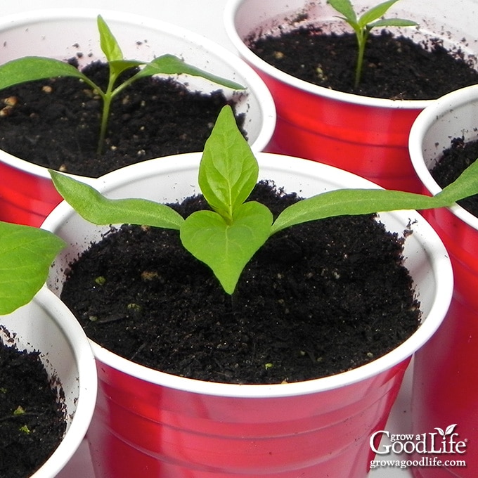 pepper seedlings growing in red party cups