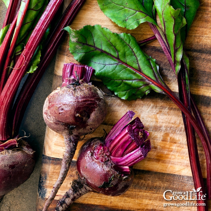 beets and greens on a cutting board