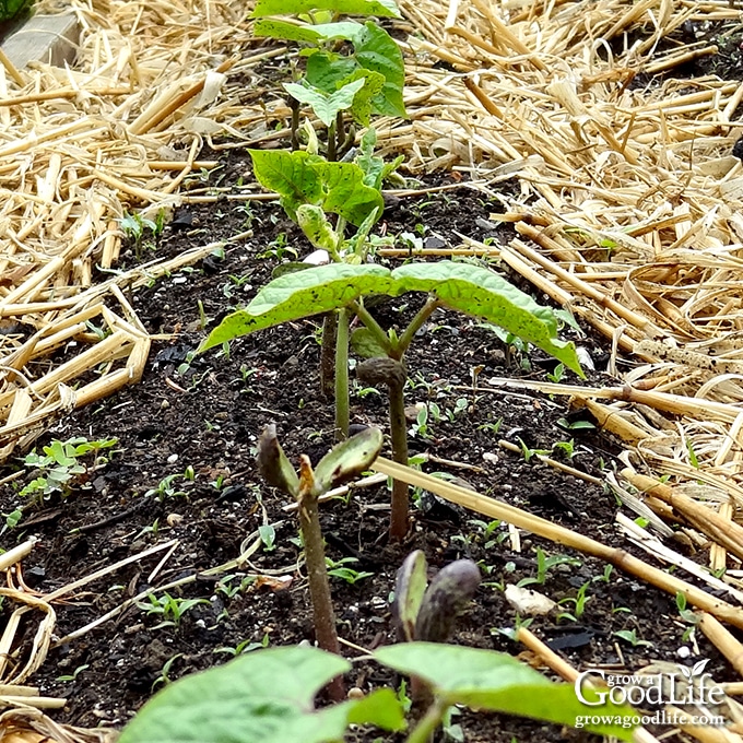 beans sprouting in the garden