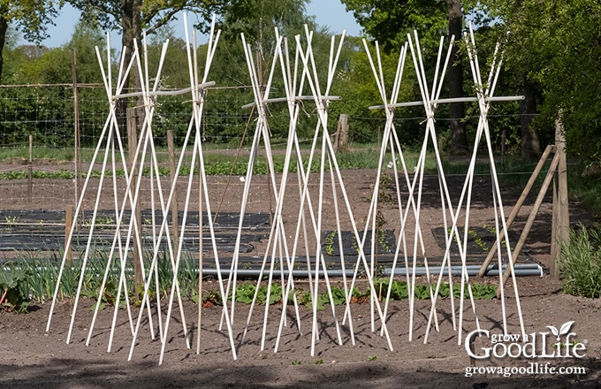 empty bamboo teepee trellis in a raised bed