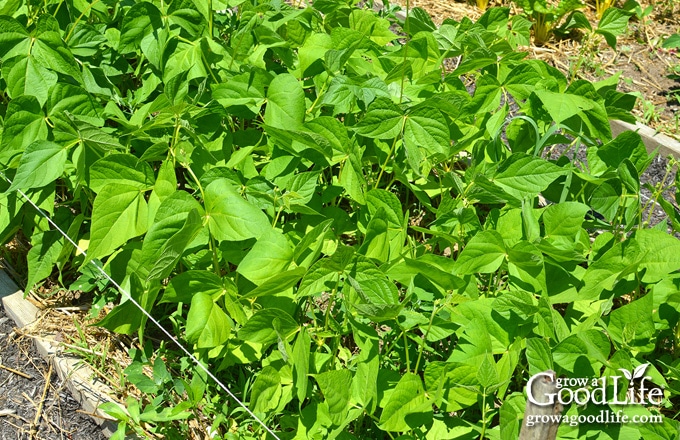 Bush Beans