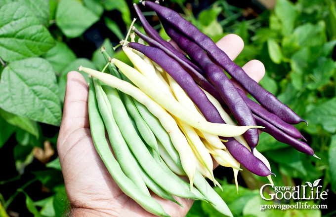 hand holding yellow, purple, and green beans