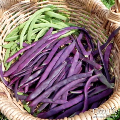 freshly harvested purple and green beans in a basket