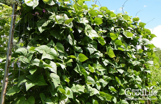 pole beans growing on trellis