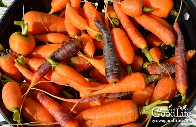 harvest of baby carrots in a basket