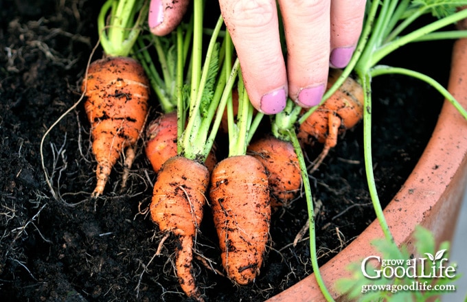 harvesting baby carrots growing in a container