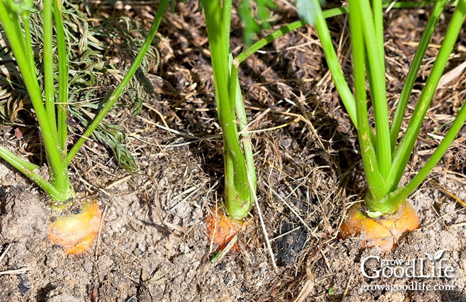 carrots growing in ground