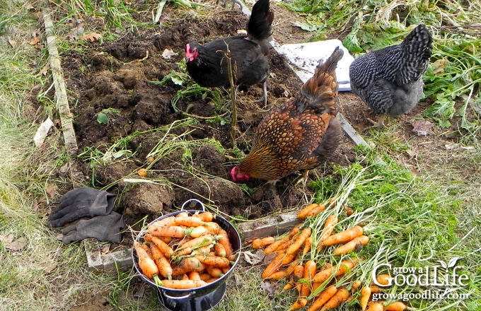 harvesting carrots in the garden with chickens