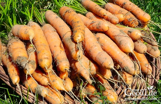 basket of freshly harvested carrots