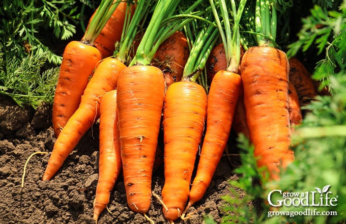 freshly harvested carrots in the garden