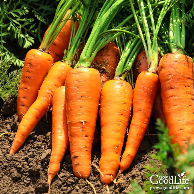 freshly harvested carrots in the garden