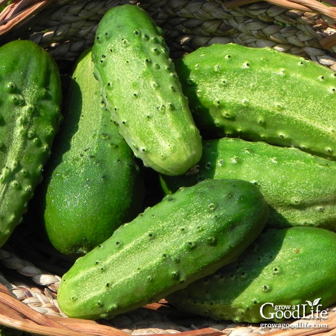 harvest basket of cucumbers