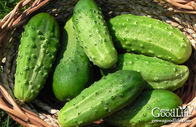 Compare prices for Funny Pickle Cucumber Gifts across all European