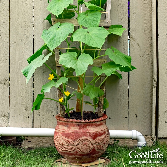 cucumber growing in a pot with a trellis along a fence