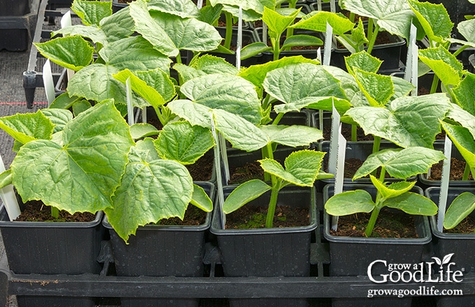 cucumber seedlings growing in pots