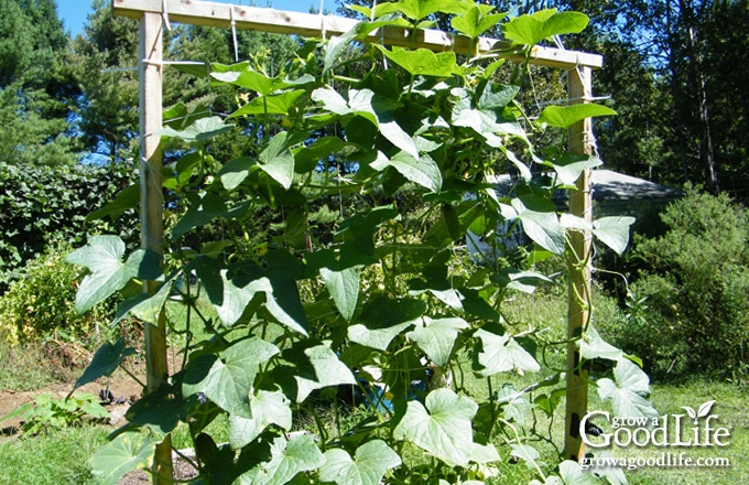 cucumbers growing on a trellis