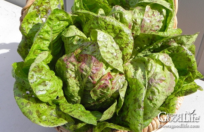 harvest basket of Amish Speckled Butterhead lettuce