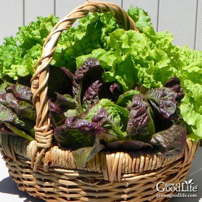 colorful lettuce harvest in a basket