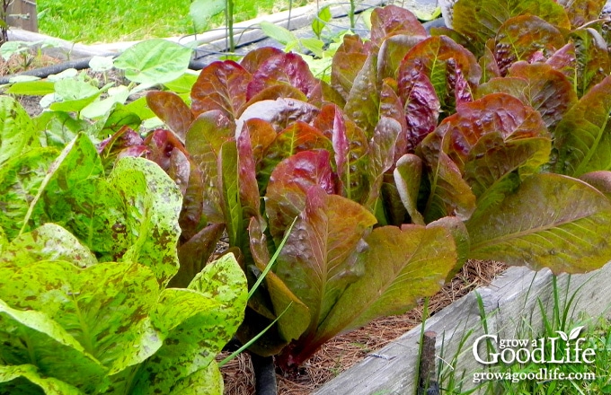 freckles and red romaine lettuce growing in the garden