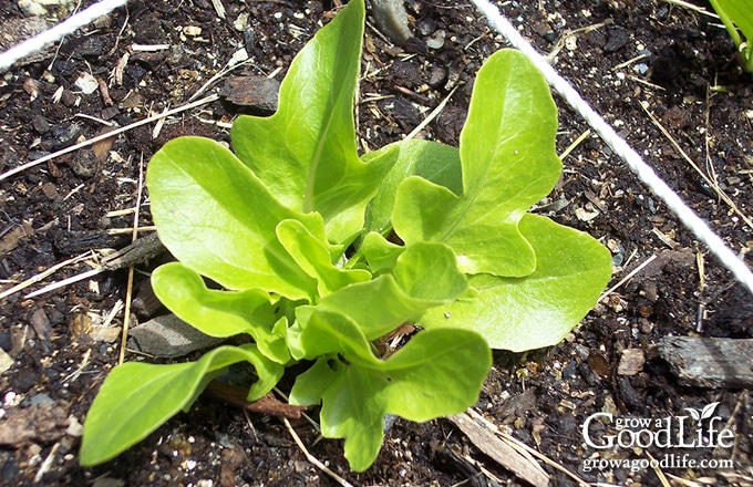 lettuce seedling in the garden