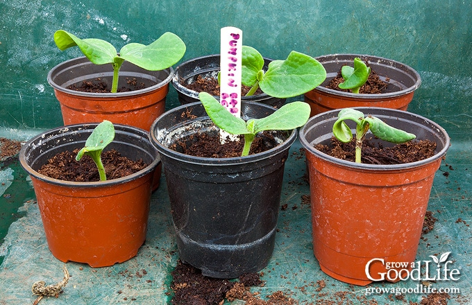 pumpkin plant seedlings