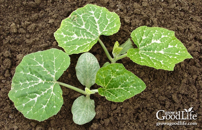 transplanted pumpkin seedlings in the garden