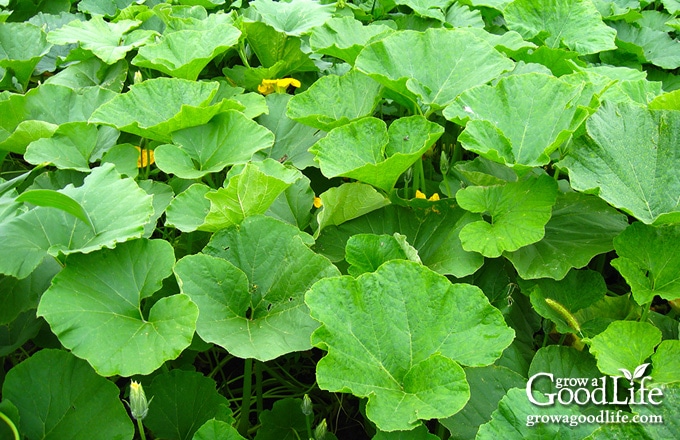 healthy pumpkin vines in the garden