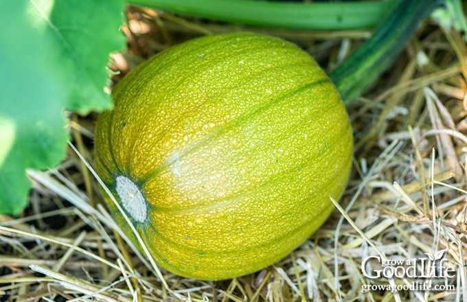 pumpkin just beginning to ripen in the garden