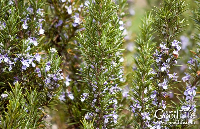 close up of rosemary blooming