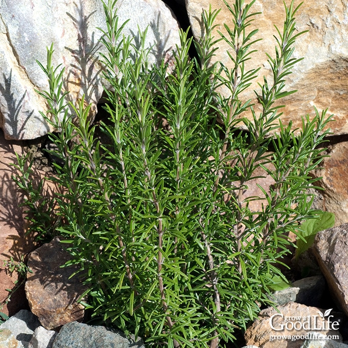 rosemary plant growing in a rock garden