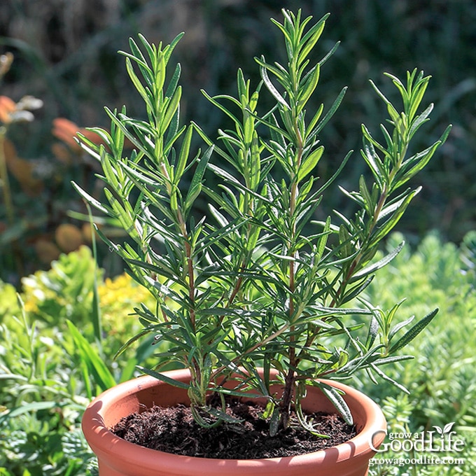 How to Grow Rosemary